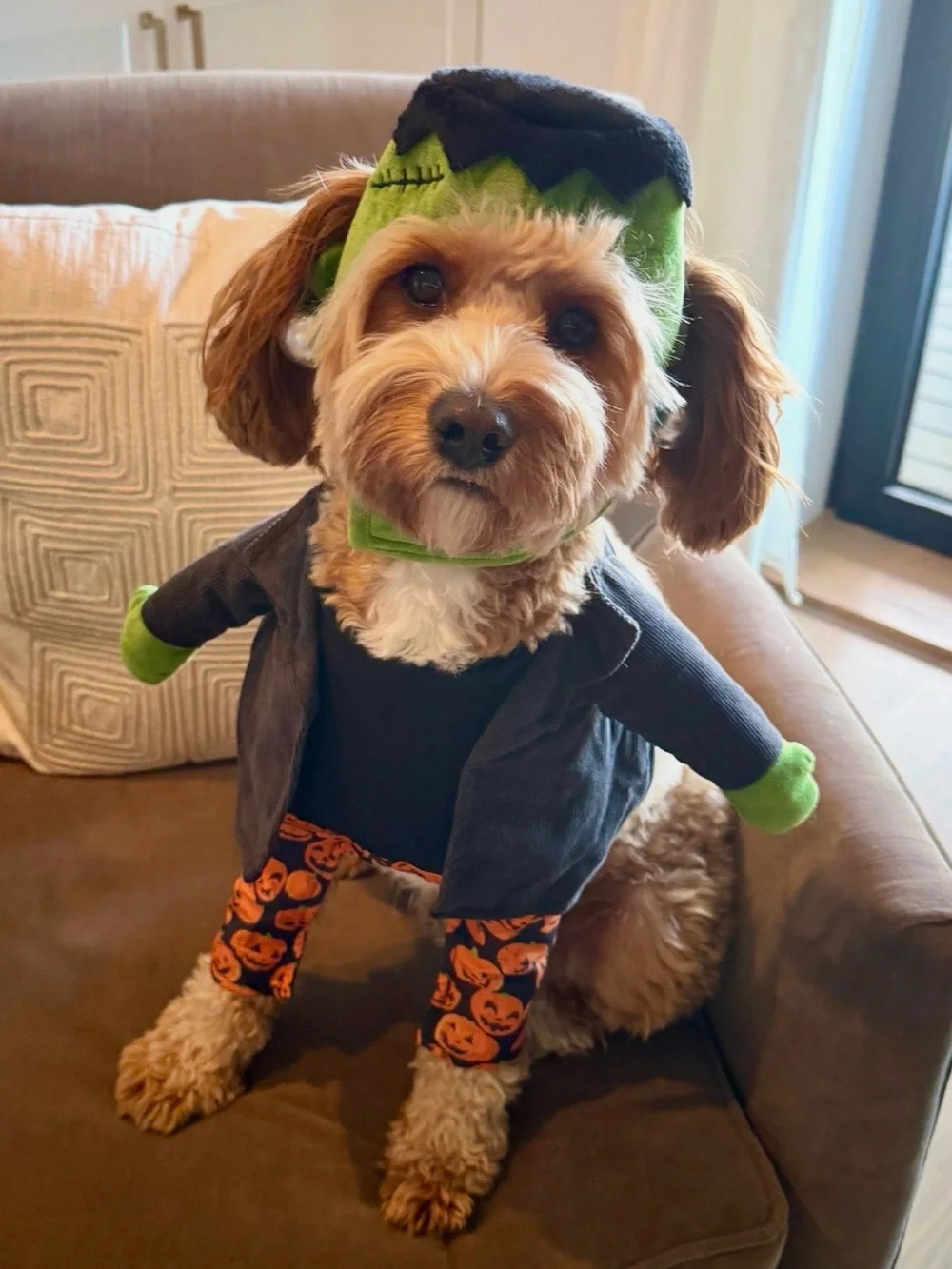 Frisco Front Walking Frankenstein Monster Halloween Dog Costume - medium Chewy